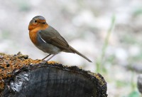/album/roodborst/roodborst-erithacus-rubecula-eur-robin-petirrojo-n-jpg/